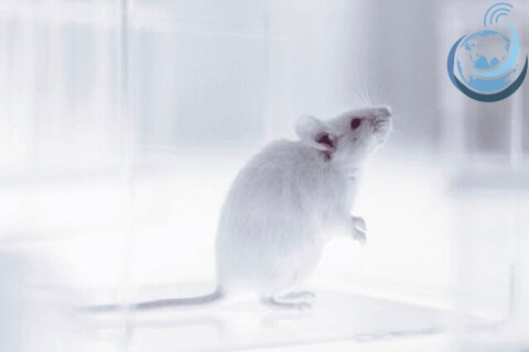 موش با سیستم ایمنی انسانی