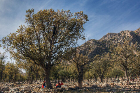 درختان زاگرس